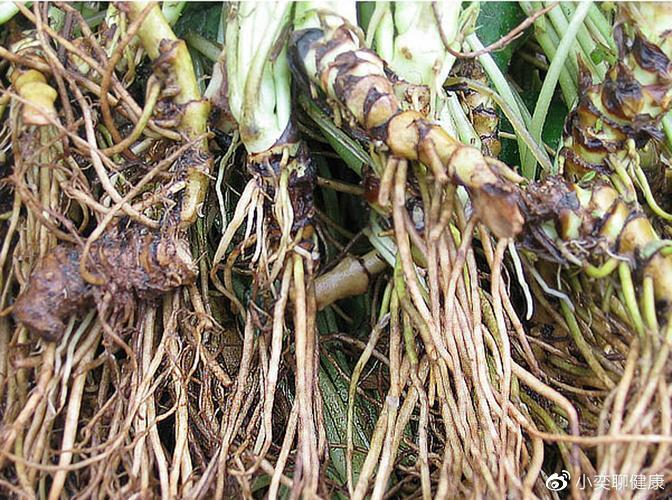 马蹄根草药的形态与样子(附图片)|草药|马蹄|根茎_新浪新闻