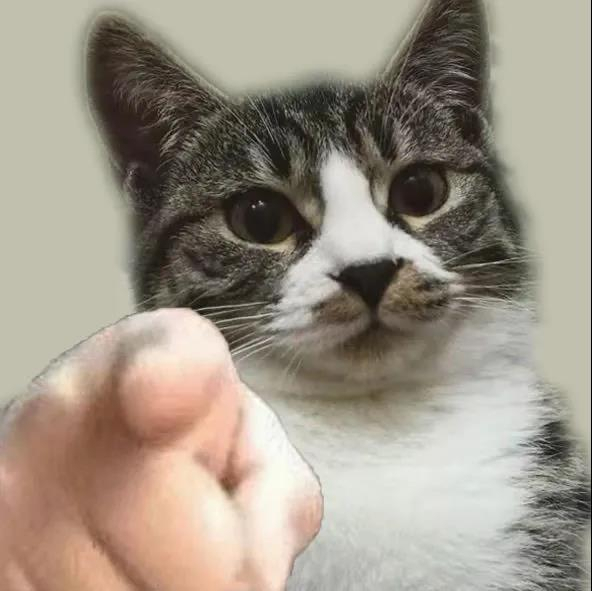 被小猫咪指到的人5月好运！