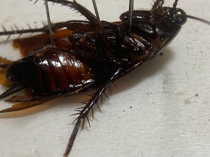 黑胸大蠊periplaneta fuliginosa,也就是我们平时说的大蟑螂