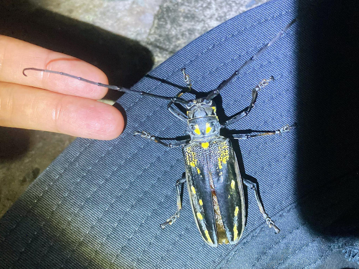 云斑天牛batocera horsfieldi
