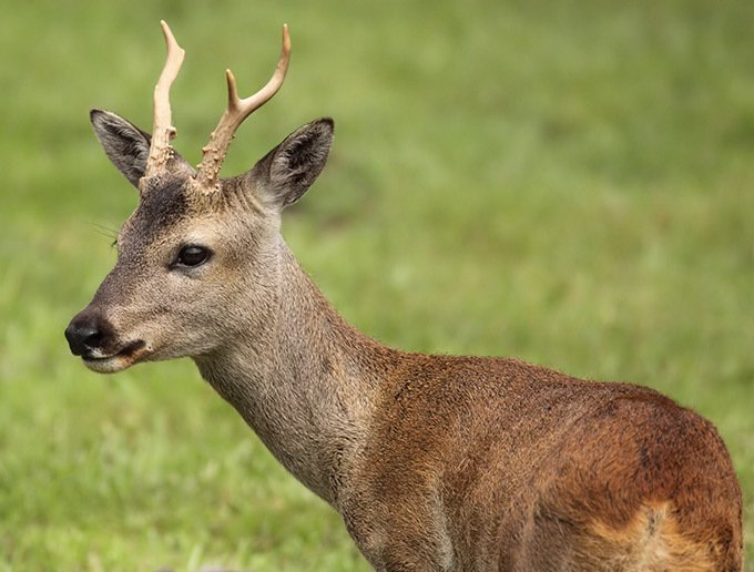 东方狍easternroedeer
