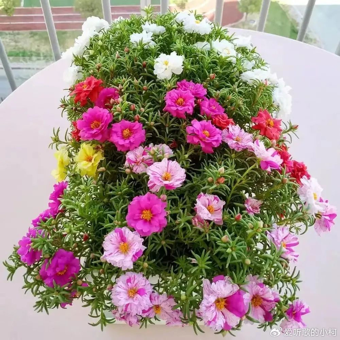 好养易开花,喜热喜晒的太阳花,天气暖和后就养它|水溶|太阳花|枝条