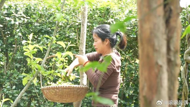 奉化裘村立夏食乌米饭延续传统