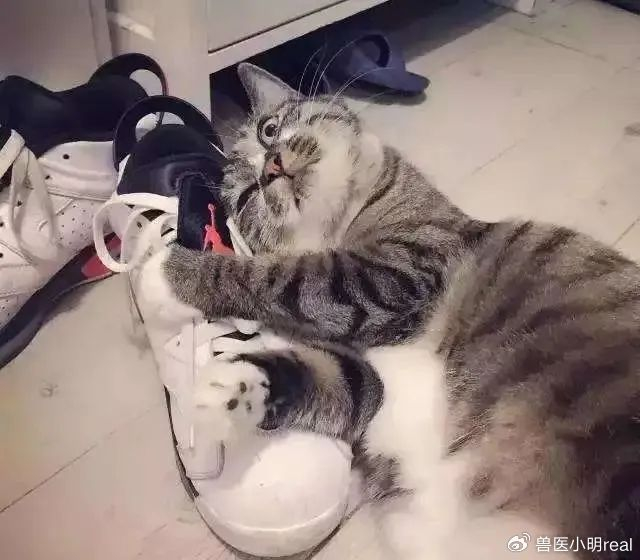 "|猫咪|家猫|鞋子_新浪新闻