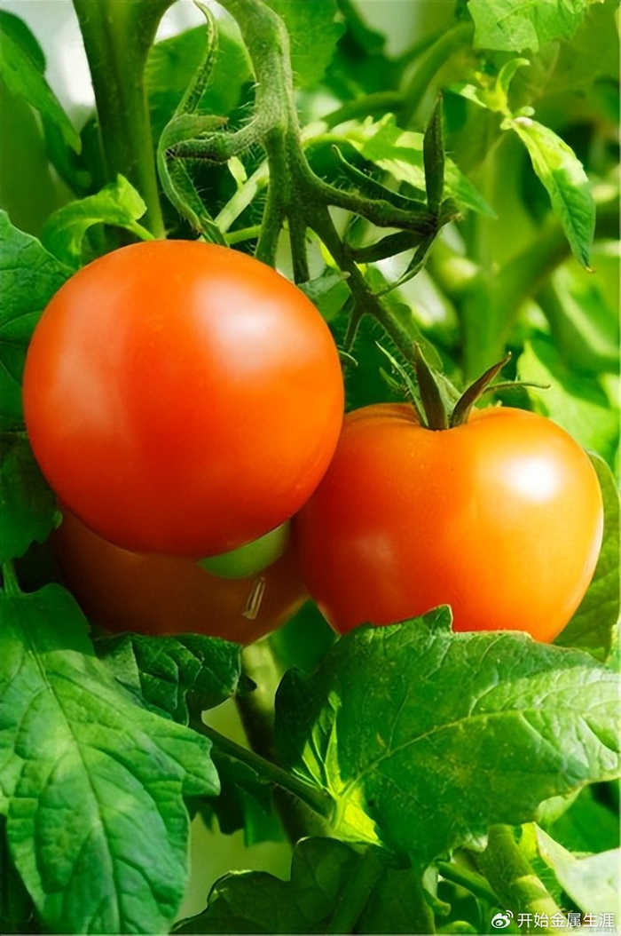 西红柿的奥秘,西红柿为什么是全世界最受欢迎的蔬菜?