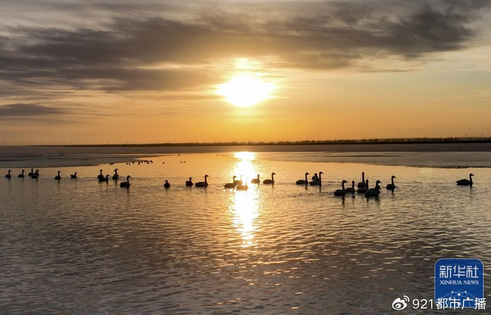 辽宁康平:卧龙湖湿地迎来大批候鸟|辽宁省|无人机_新浪新闻