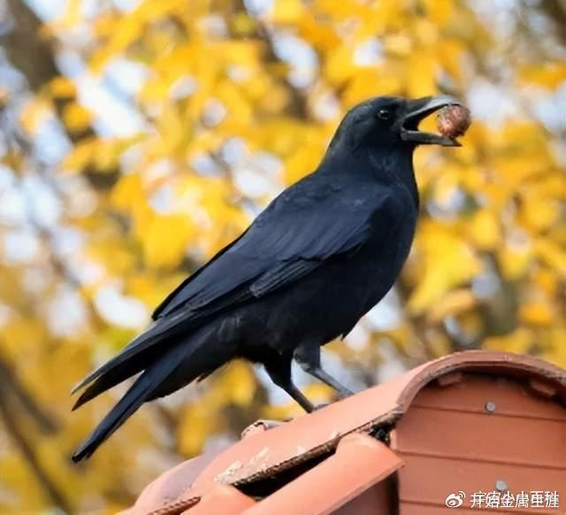 乌鸦,世界上最神奇最聪明的鸟类