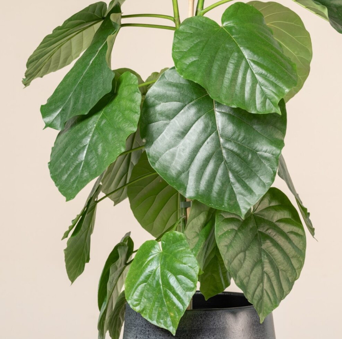 叶子像超大爱心的伞榕,室内有适当光照就能养好|爱心|光照|枝条_新浪