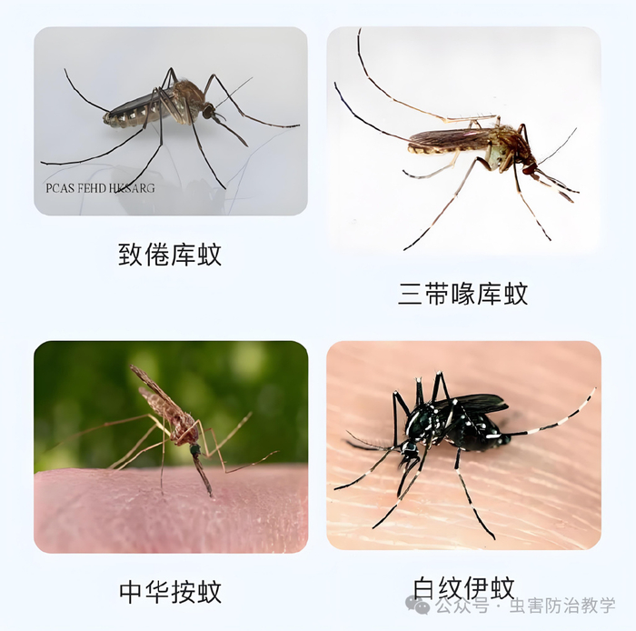 常见的蚊子种类、主要特征及鉴别要点|微小按蚊|幼虫|淡色|蚊虫|雌蚊_新浪新闻
