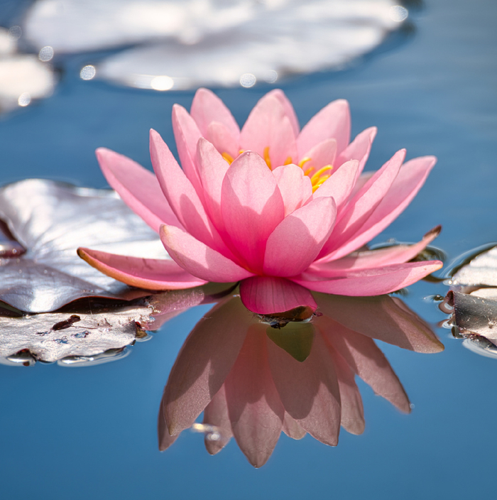 换上你中意的那张,或转给你的朋友家人,特奉上一组清雅优美的荷花头像