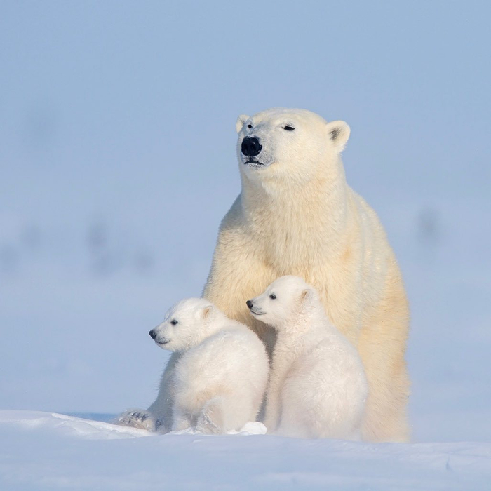 可爱的北极熊一家摄影丨haojiang