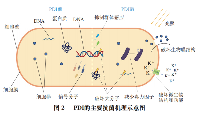 东北农业大学孔保华教授等:光动力灭活在食品杀菌保鲜