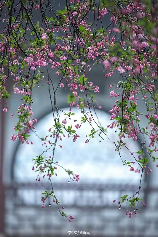 "春眠不觉晓,处处闻啼鸟.