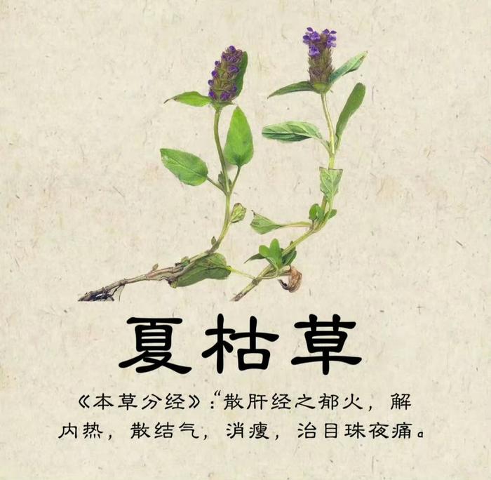 常见中草药图谱