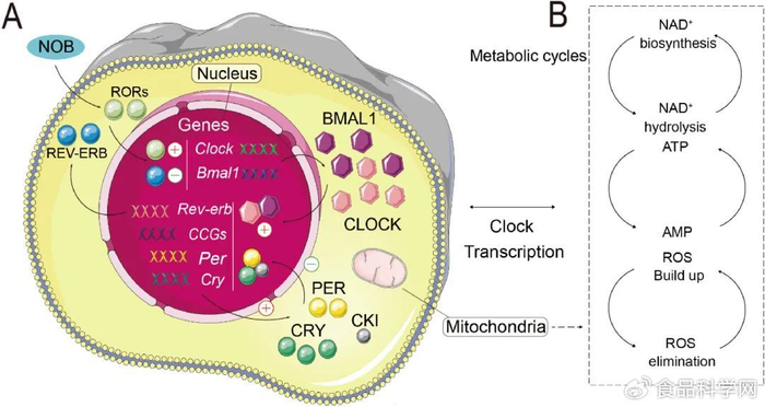 研究进展 | 川陈皮素与人类健康的关系探讨__财经头条
