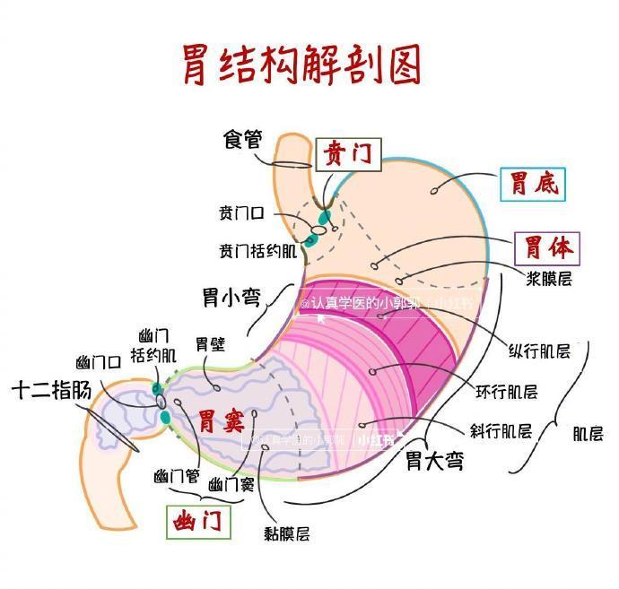 人体内脏器官图大汇总