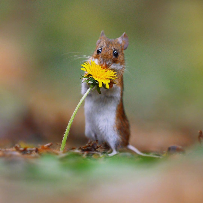 摄影师镜头下闻花的小可爱