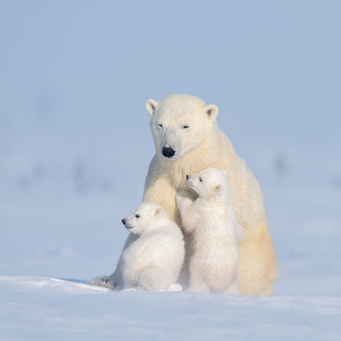 可爱的北极熊一家摄影丨haojiang