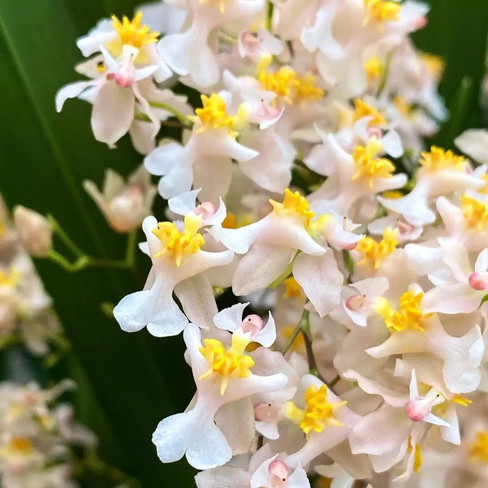 颜值高,价格低,花量多的梦香兰,每年秋冬开花,附详细养护攻略|冬季|兰花|光照|温度|植株_新浪新闻