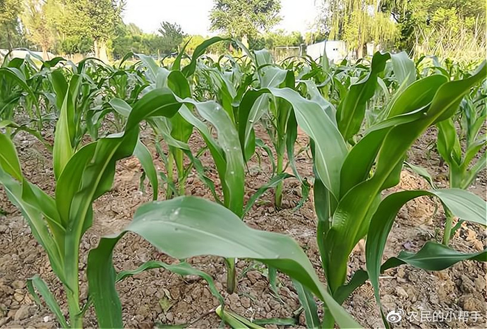 3个小技巧,促进生长避免倒伏|玉米|株距|植株_新浪新闻