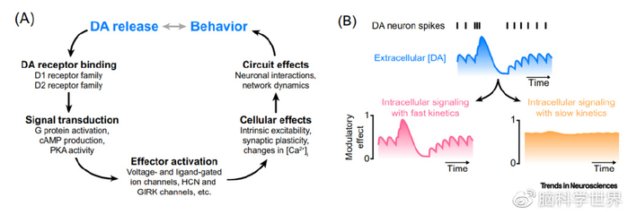 Trends in Neurosci综述:神奇的多巴胺|生物学与医学|突触|细胞|神经元|受体_新浪新闻