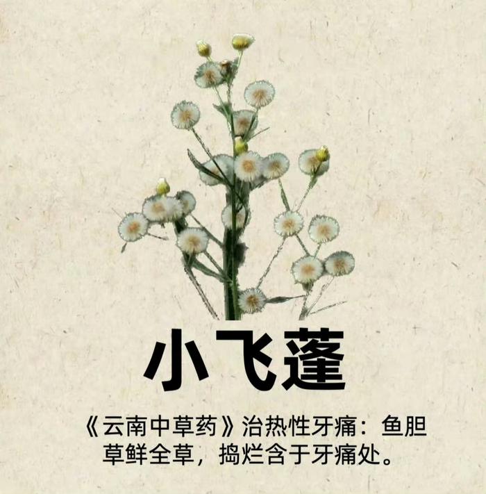 常见中草药图谱