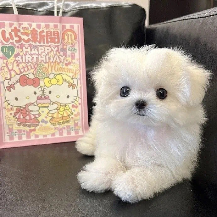 马尔济斯小狗头像966862 79°1767