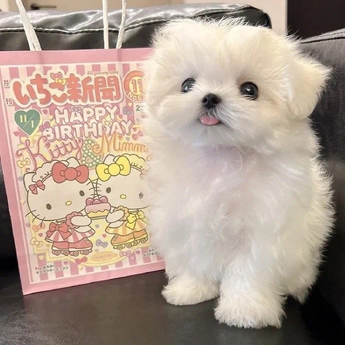 马尔济斯小狗头像966862 79°1767