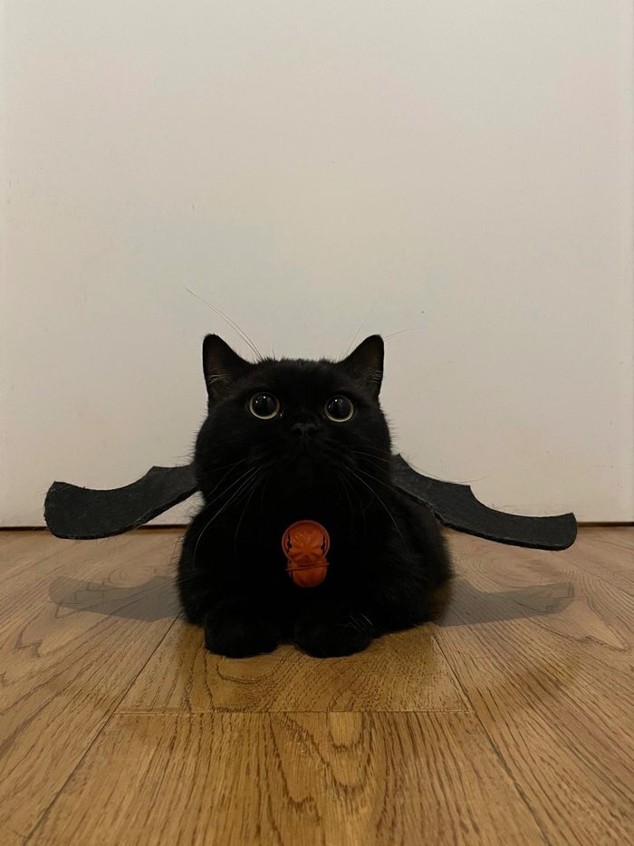 超可爱的小黑猫