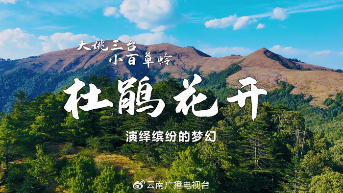 大姚小百草岭:走进花海 就走进了仙境