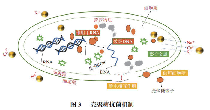 大连海洋大学周慧博士等:壳聚糖的抗菌作用及在抑菌活性包装中的应用