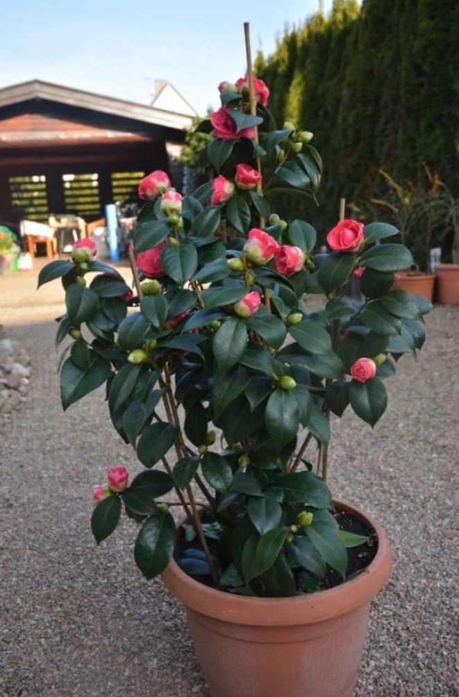 刚买的盆栽茶花这样养,才能保证正常开花|茶花|盆栽|花苞_新浪新闻