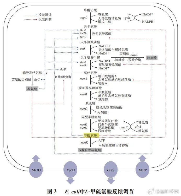 闵伟红教授等:谷氨酸棒杆菌和大肠杆菌生物合成L-甲硫氨酸的代谢工程|甲硫氨酸|代谢|氨基酸_新浪新闻