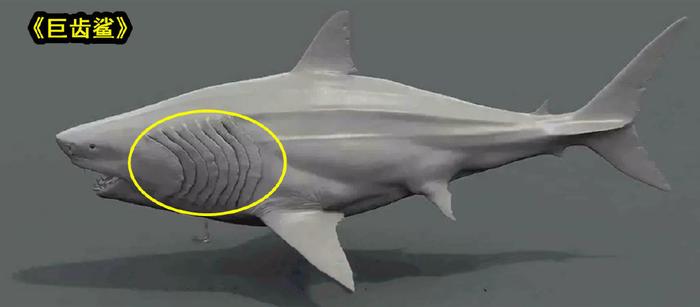 耳基耳齿鲨图片