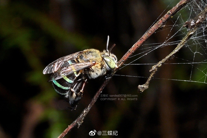 深夜发蜂鹦哥岭记录的四蜂1无垫蜂夜间咬着树枝睡觉
