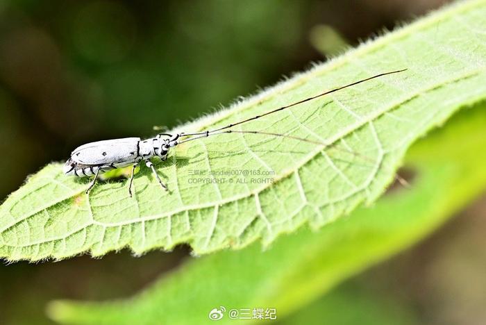 黑点粉天牛图片