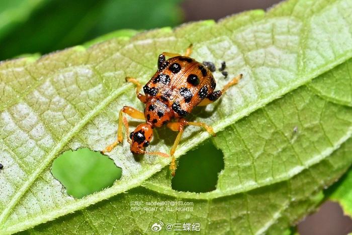 北京常见甲虫图鉴图片