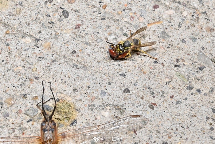 在北京遇到的自然残酷瞬间:细黄胡蜂抓住了一只方氏赤蜻