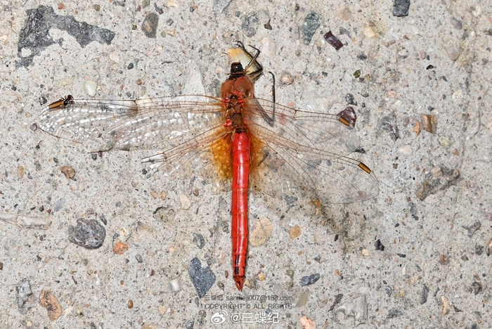 在北京遇到的自然残酷瞬间:细黄胡蜂抓住了一只方氏赤蜻