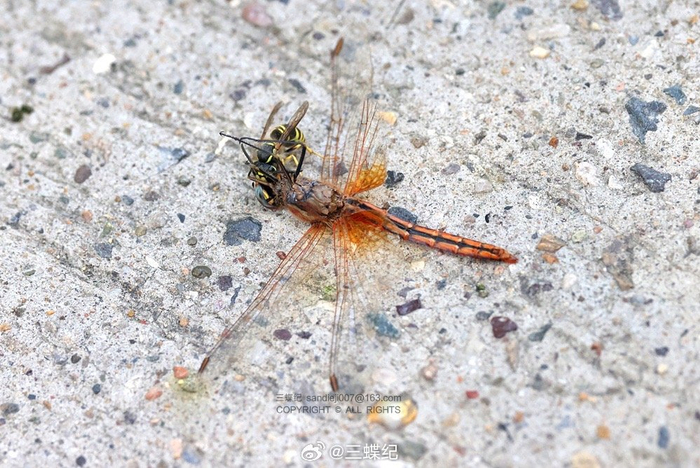 在北京遇到的自然残酷瞬间:细黄胡蜂抓住了一只方氏赤蜻