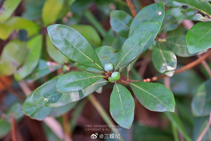 深圳十一月山里的野果记录1假鹰爪