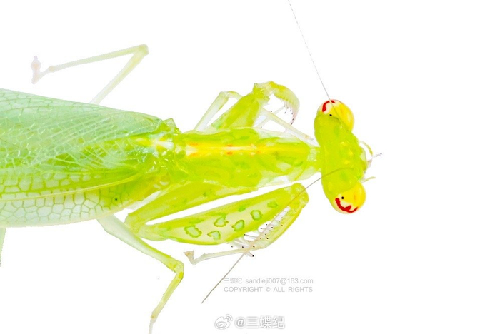 养了一个多月的格氏透翅螳羽化了从小美到大