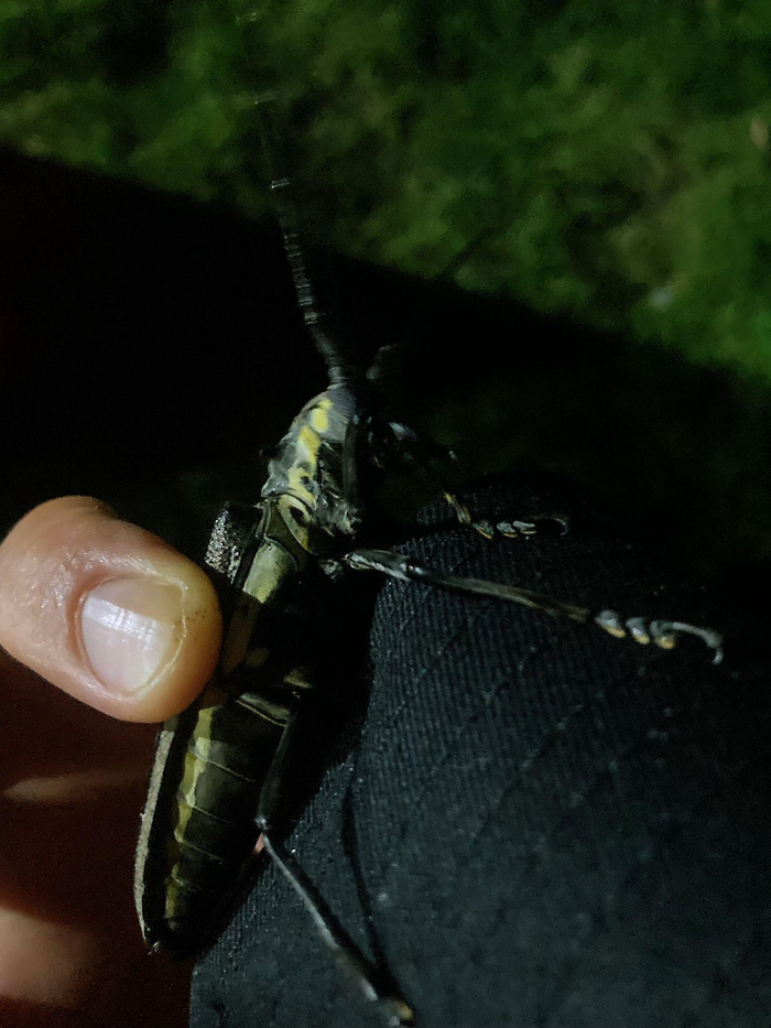 云斑天牛batocerahorsfieldi