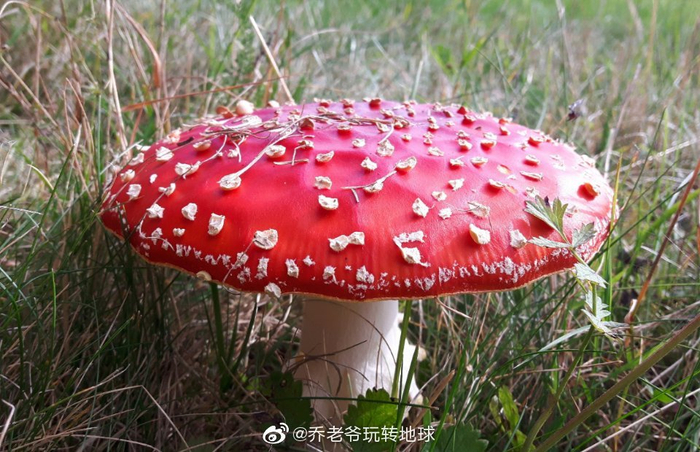 鲜艳的毒蝇伞,又称毒蝇鹅膏菌,蛤蟆菌