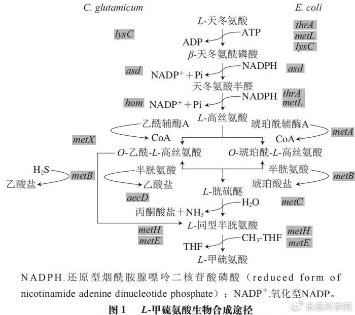 闵伟红教授等:谷氨酸棒杆菌和大肠杆菌生物合成L-甲硫氨酸的代谢工程|甲硫氨酸|代谢|氨基酸_新浪新闻