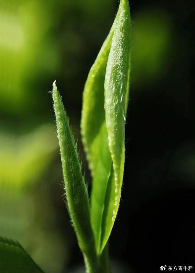 古茶诗词解析:马丹阳《长思仙·茶》,全真教第二代教主
