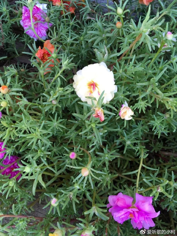 好养易开花,喜热喜晒的太阳花,天气暖和后就养它__财经头条