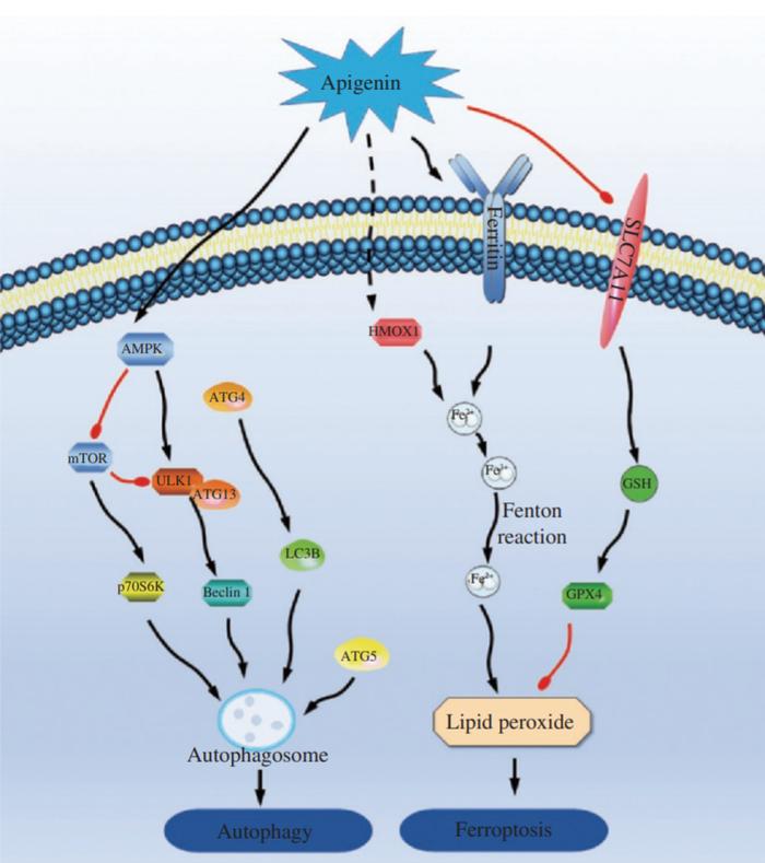 芹菜素可能引起ishikawa細胞鐵死亡和自噬的機制圖5