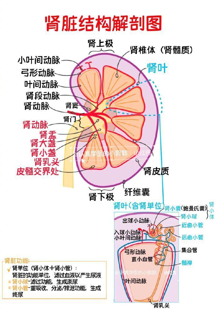 小叶间动脉图片图片