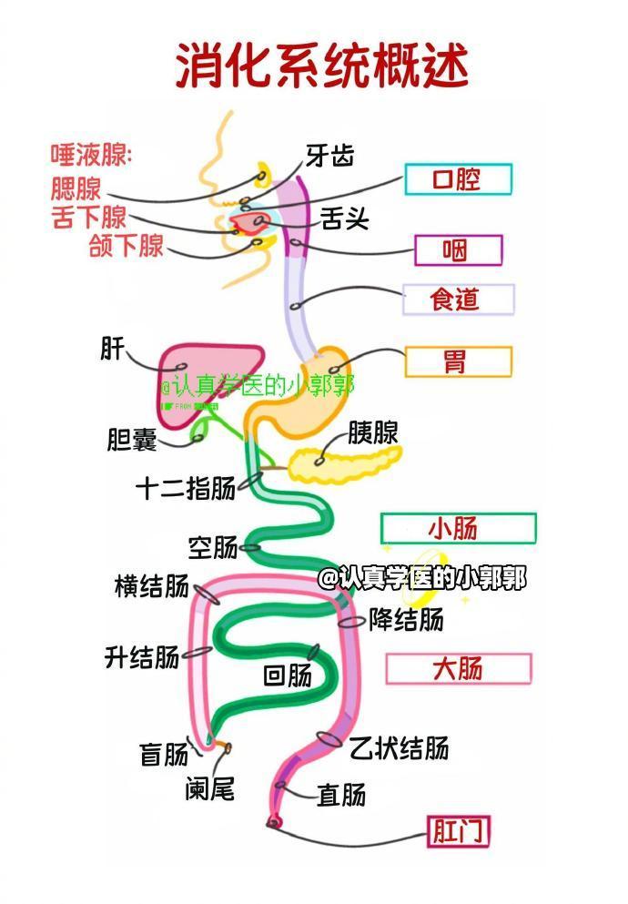 蓝耳病内脏解剖图图片